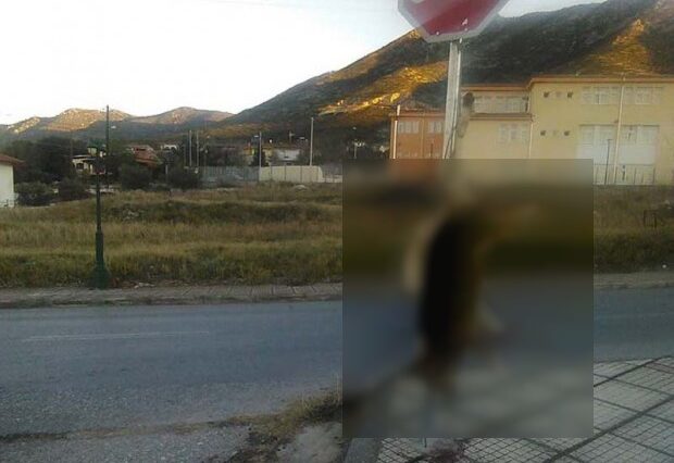 Χαλκιδική: Κτηνωδία. Άγνωστος σκότωσε και κρέμασε σκύλο σε πινακίδα σήμανσης έξω από σχολείο