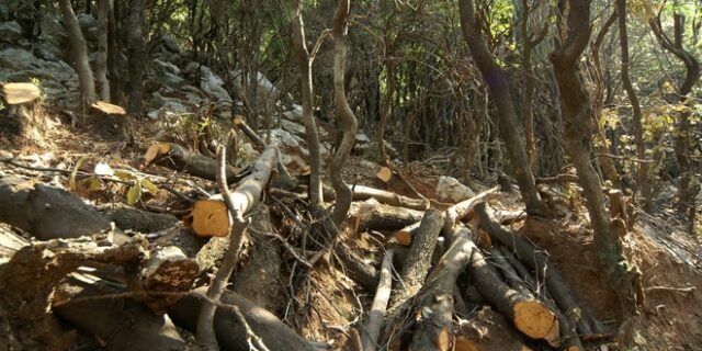 Πακιστανός έβαλε φωτιά στο δάσος της Κύμης