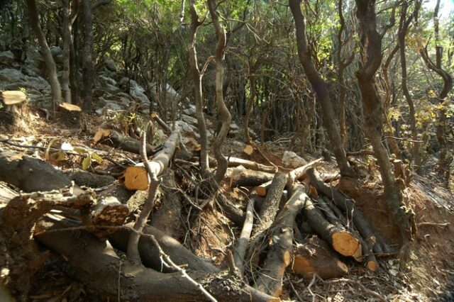 Πακιστανός έβαλε φωτιά στο δάσος της Κύμης