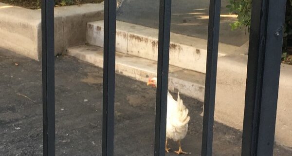 Γυναίκα, πέταξε κότα στο Μαξίμου την ώρα της συνάντησης Τσίπρα-Μητσοτάκη