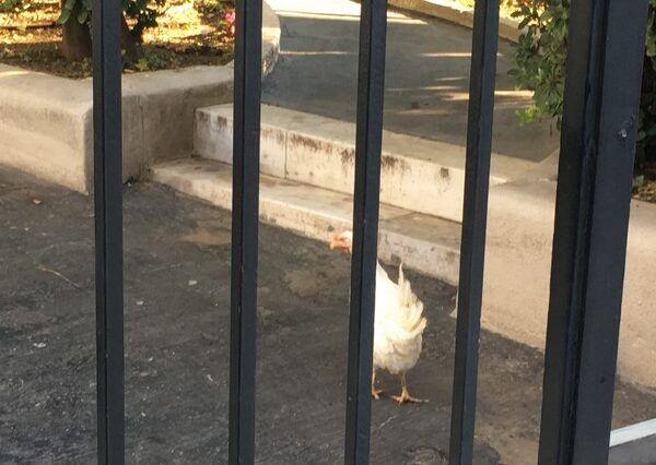 Γυναίκα, πέταξε κότα στο Μαξίμου την ώρα της συνάντησης Τσίπρα-Μητσοτάκη