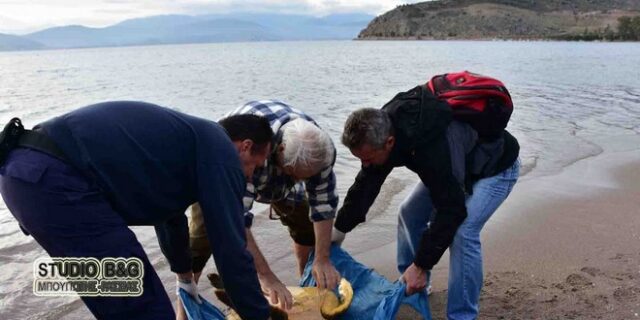 Τραυματισμένη χελώνα careta careta εντοπίστηκε σε παραλία του Ναυπλίου