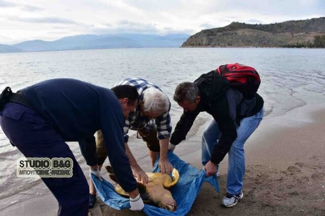 Τραυματισμένη χελώνα careta careta εντοπίστηκε σε παραλία του Ναυπλίου