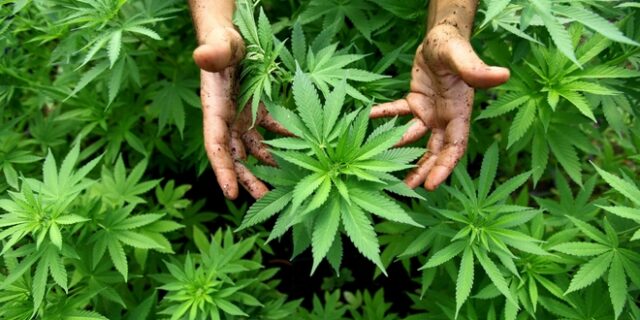 Νόμιμη στην Ελλάδα η χρήση Κάνναβης για βιομηχανική χρήση. Τι προβλέπει η ΚΥΑ
