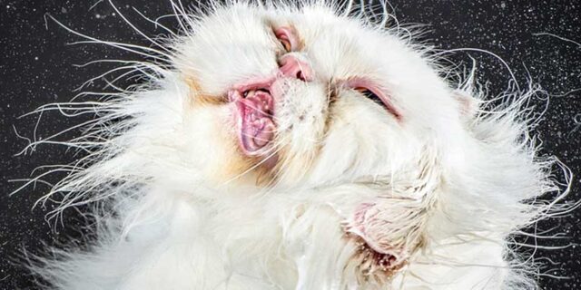 Το τίναγμα της γάτας