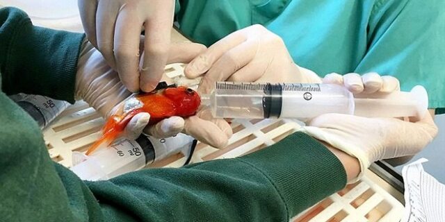 Χειρουργώντας τον Νέμο: Πρωτοποριακή επέμβαση αφαίρεσης όγκου σε χρυσόψαρο