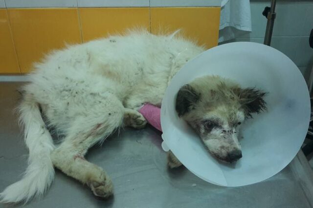 Απίστευτη κτηνωδία στις Σέρρες: Έβγαλε τα μάτια των σκύλων, επειδή του έτρωγαν τις κότες