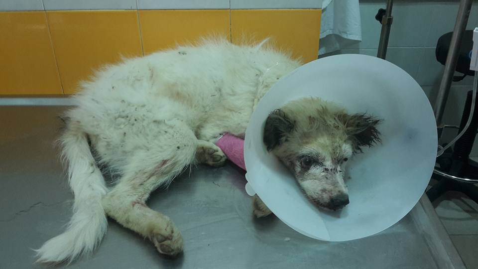 Απίστευτη κτηνωδία στις Σέρρες: Έβγαλε τα μάτια των σκύλων, επειδή του έτρωγαν τις κότες