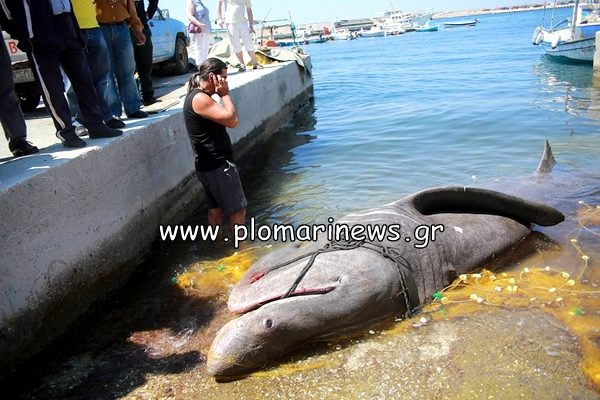 Καρχαρίας στα δίχτυα ψαράδων στο Πλωμάρι της Λέσβου