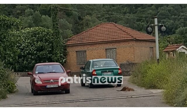 Φρίκη στον Πύργο: Έσερνε σκυλί με το ΙΧ του
