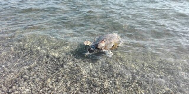 Νεκρή καρέτα-καρέτα σε παραλία της Ναυπάκτου