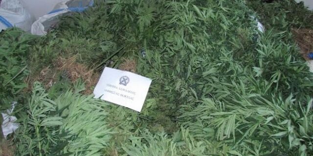 Ελικόπτερο της ΕΛ.ΑΣ. εντόπισε μεγάλη χασισοφυτεία δύσβατη δασική περιοχή της Φωκίδας