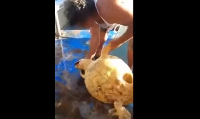 Ψαράς κακοποίησε θαλάσσια χελώνα και ανέβασε το βίντεο στο facebook