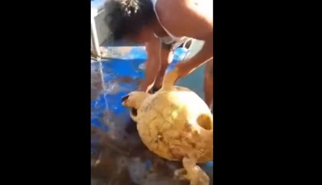 Ψαράς κακοποίησε θαλάσσια χελώνα και ανέβασε το βίντεο στο facebook