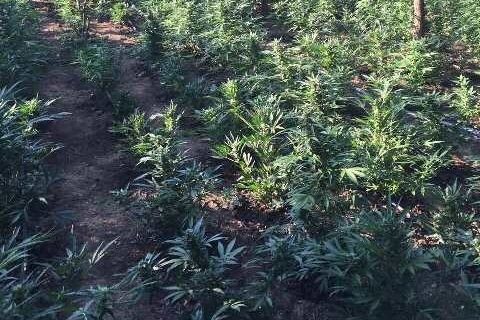 Χασισοφυτεία εντοπίστηκε κοντά στα ελληνοαλβανικά σύνορα