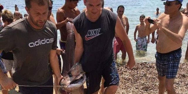 Πόζαραν δίπλα σε ζωντανά καρχαριοειδή στον Πύργο. Αντιδράσεις από τους Οικολόγους