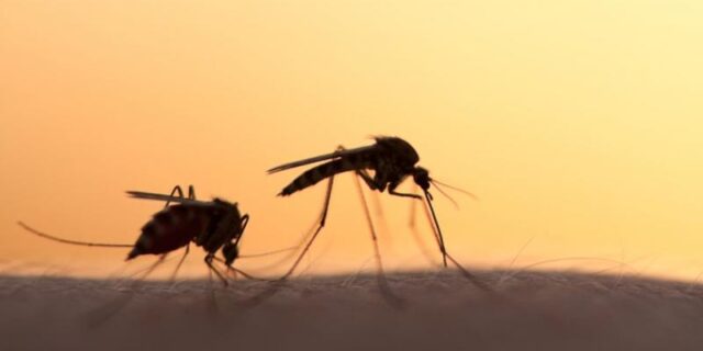 Πρόεδρος ΚΕΕΛΠΝΟ: Καμία ανησυχία για τα κρούσματα ελονοσίας
