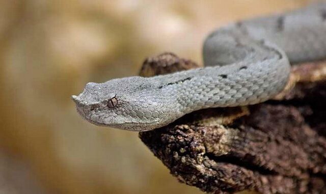 ΙΣΑ: Κίνδυνος από τα φίδια, υπάρχει έλλειψη σε αντιοφικό ορό