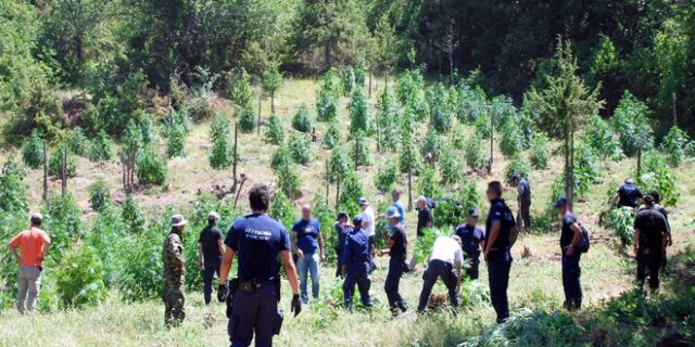 Εντοπίσθηκε χασισοφυτεία σε απόκρημνη χαράδρα στο Ηράκλειο