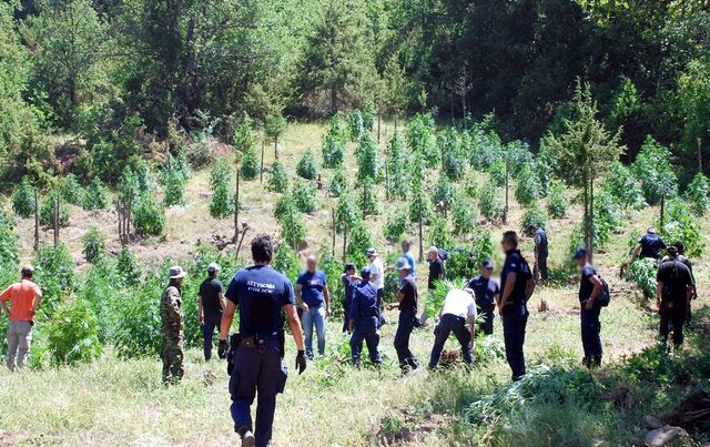 Εντοπίσθηκε χασισοφυτεία σε απόκρημνη χαράδρα στο Ηράκλειο