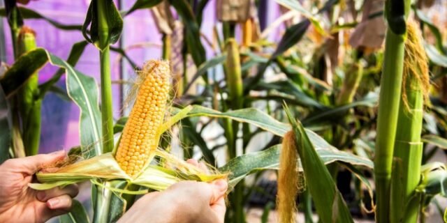 Monsanto: Μπορεί η εταιρεία που έχει επικριθεί όσο καμία να σώσει τον πλανήτη;