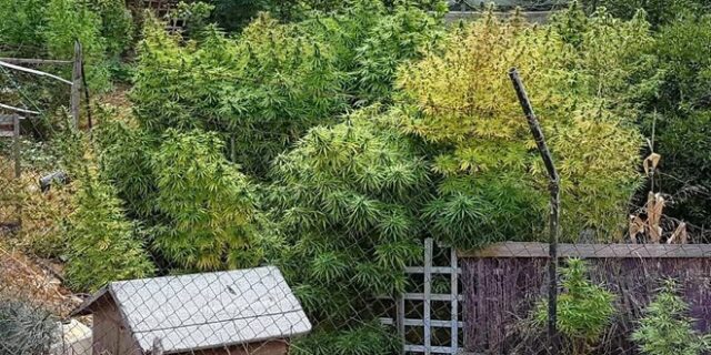 Σπείρα που καλλιεργούσε και διακινούσε κάνναβη εξαρθρώθηκε από την ΕΛΑΣ