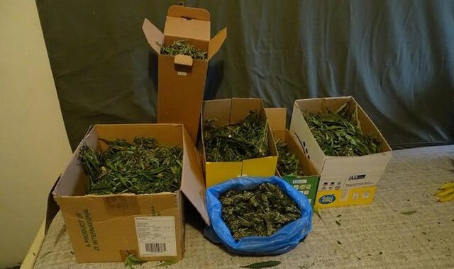 Συνελήφθη απότακτος αστυνομικός που είχε μετατρέψει το σπίτι του σε χασισοφυτεία