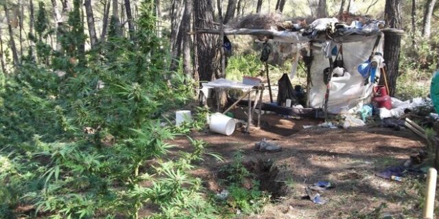 Μεγάλη επιχείρηση σε Αττική, Εύβοια και Ηλεία: 12 συλλήψεις για καλλιέργεια και διακίνηση κάνναβης