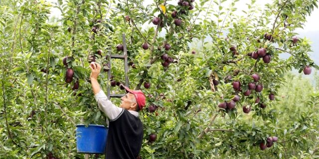 Από το δέντρο, στο τραπέζι σου: Η ιστορία των μήλων που τρως είναι ελληνική