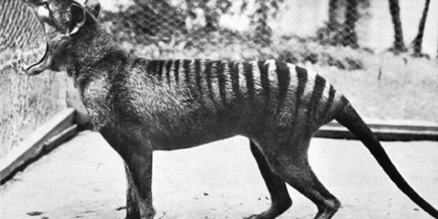 Βίντεο: 6 είδη εξαφανισμένων ζώων από το 1900