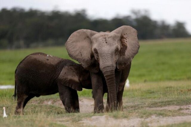 WWF: Σε κατάσταση ‘εμφράγματος’ ο πλανήτης
