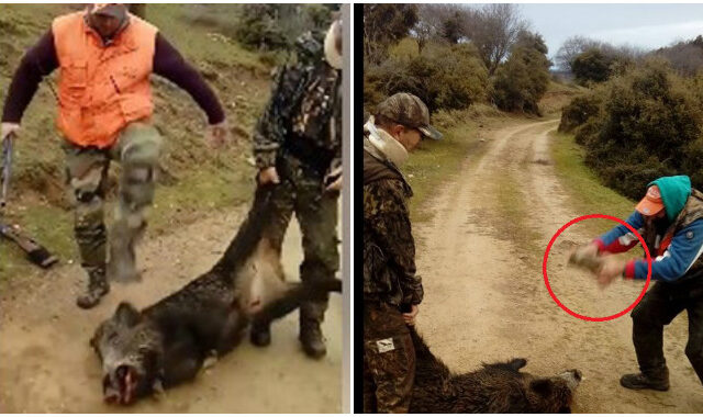 Βασάνισαν αγριογούρουνο και ανέβασαν το βίντεο στο facebook