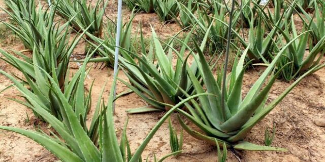 Aloe Love Iced Tea: Η βραβευμένη ελληνική αλόη που κατέκτησε τον κόσμο