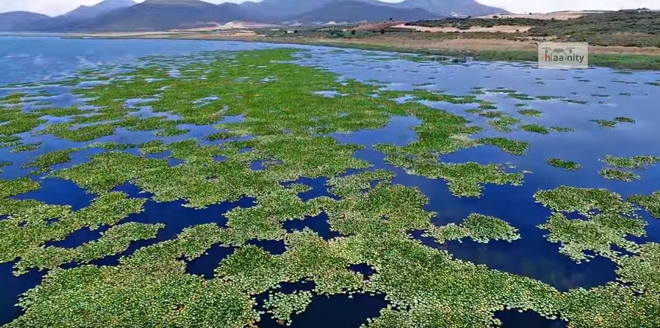 Η λίμνη με τα νούφαρα. Ταξίδι στην άγνωστη Βοιωτία