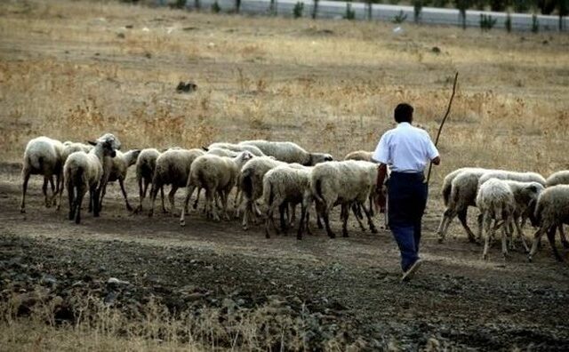 Αποζημιώσεις 5,5 εκατ. ευρώ σε κτηνοτρόφους