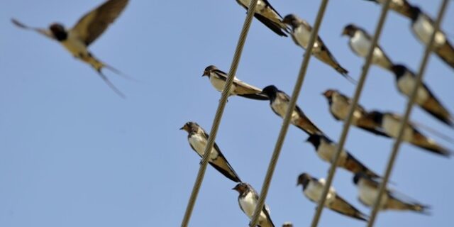 To ‘Savoir Vivre’ των εταιριών παροχής ηλεκτρικού ρεύματος