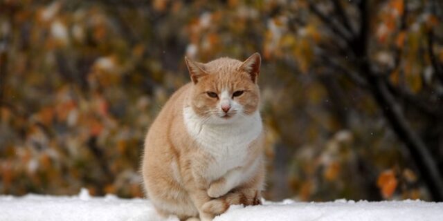 Το ‘γατάκι’ ΔΝΤ που ήταν ‘αντιδημοκρατικό’