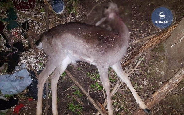 Κτηνωδία στη Ρόδο: Σκότωσαν με κυνηγετικό όπλο 14 ελάφια