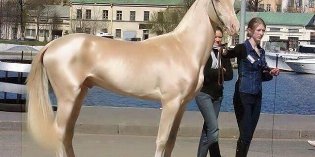 Εκπληκτικές εικόνες: Θαυμάστε το πιο λαμπερό άλογο στον κόσμο