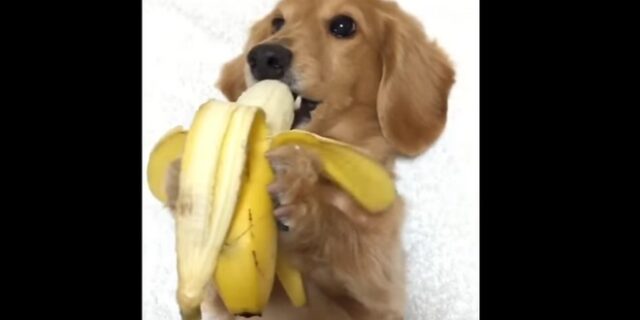 Αυτός ο σκύλος απολαμβάνει τη μπανάνα του σαν ‘κύριος’