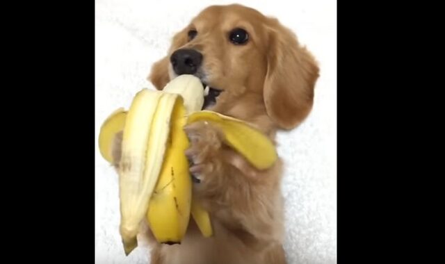 Αυτός ο σκύλος απολαμβάνει τη μπανάνα του σαν ‘κύριος’