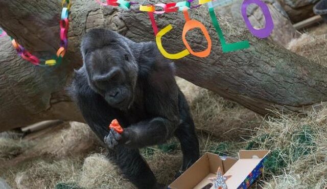 Πέθανε η Κόλο, ο πρώτος γορίλας που γεννήθηκε σε αιχμαλωσία, το 1956
