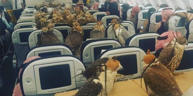 Σαουδάραβας πρίγκιπας έκλεισε πτήση στην ‘πρώτη θέση’ για τα 80 γεράκια του