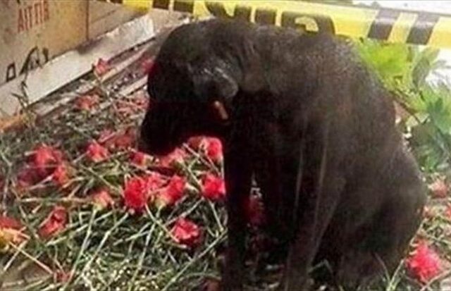 Ο Χάτσικο της Σμύρνης περιμένει την επιστροφή του αστυνομικού που σκοτώθηκε