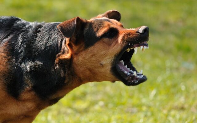 Άγρια επίθεση σκύλων σε ηλικιωμένη στο κέντρο της Ξάνθης
