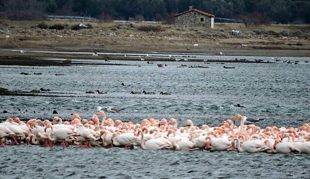 Φωτογραφίες: 1.000 φλαμίνγκο ‘αγκαλιάστηκαν’ για να ζεσταθούν στη Λέσβο