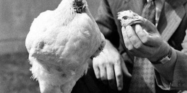 Μηχανή του χρόνου: Ο ακέφαλος κόκορας που επιβίωσε ενάμιση χρόνο