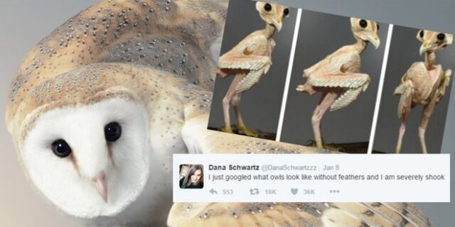 Πώς μοιάζουν οι κουκουβάγιες χωρίς φτερά και πούπουλα;