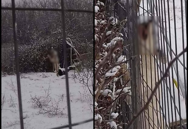 Κτηνωδία στη Δράμα. Άφησε τον σκύλο του να πεθάνει από το κρύο, δεμένο σε χωράφι