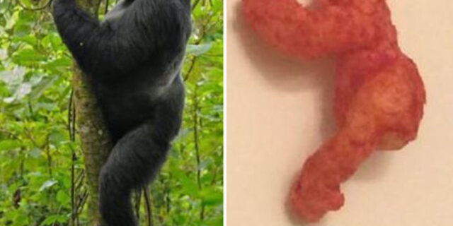 Αγόρασε ένα γαριδάκι για 99.900 δολάρια, επειδή έμοιαζε στο γορίλα Χαράμπε